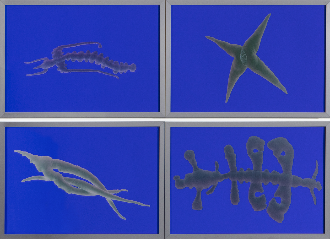 Coroplast Collection